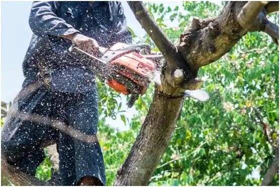 tree services Shrewsbury